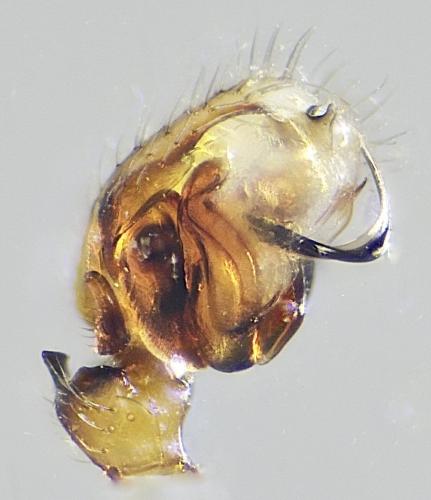 Dismodicus bifrons